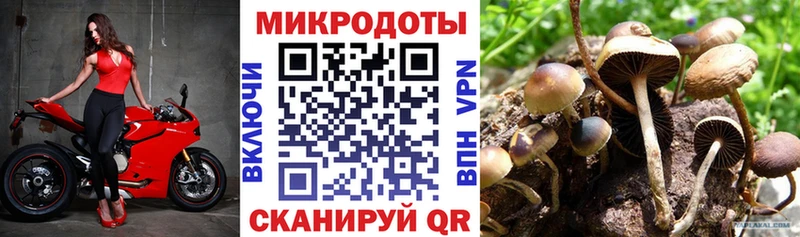 Купить  Камешково  Галлюциногенные грибы Psilocybe 
